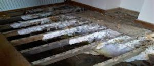 cost of treating dry rot 